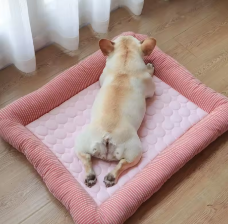 chien allonge ventre-tapis rafraichĂźssant chien