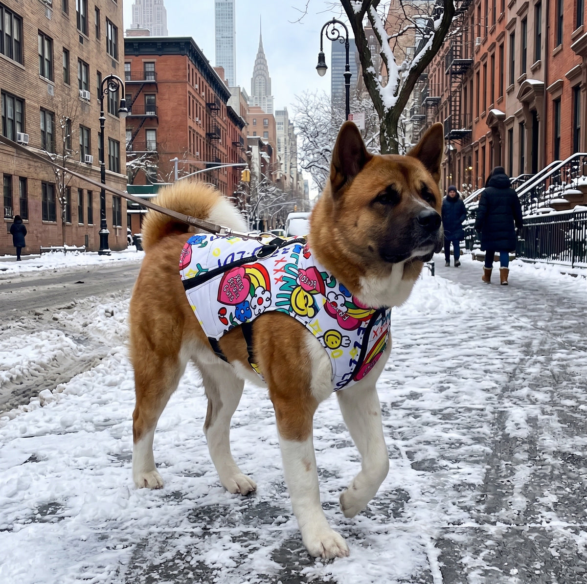 Chien marche trottoir neige manteau chien