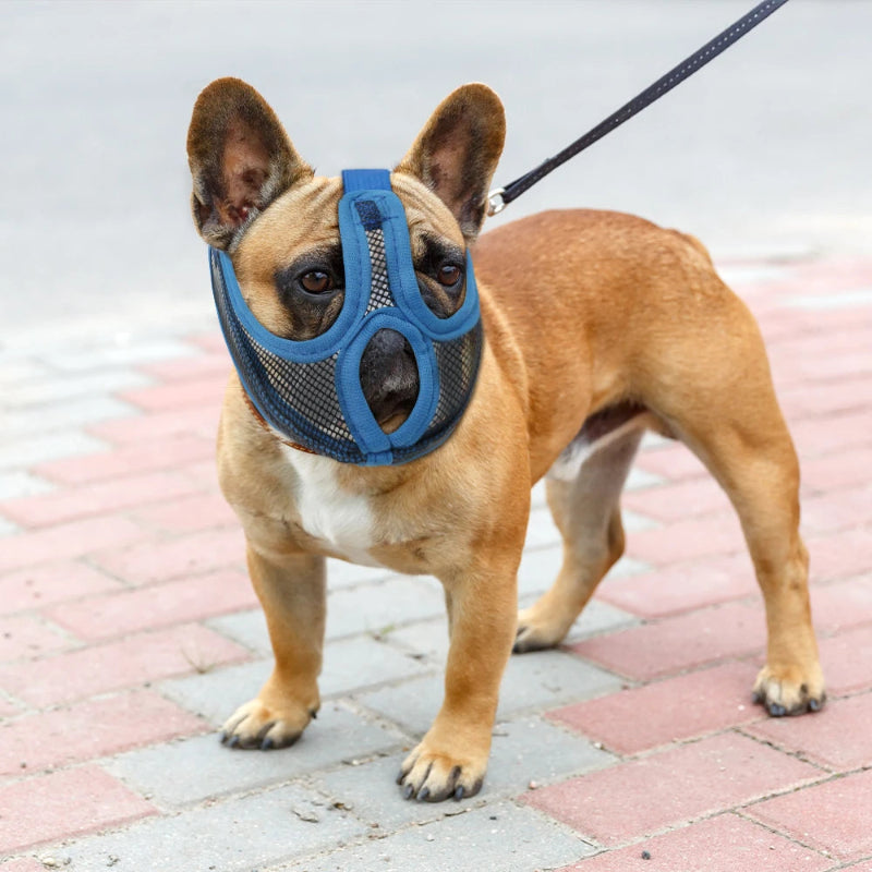 Chien pavé regarde passant muselière pour chien bleu