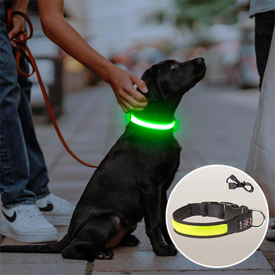 Colliers lumineux pour chiens jaune vert