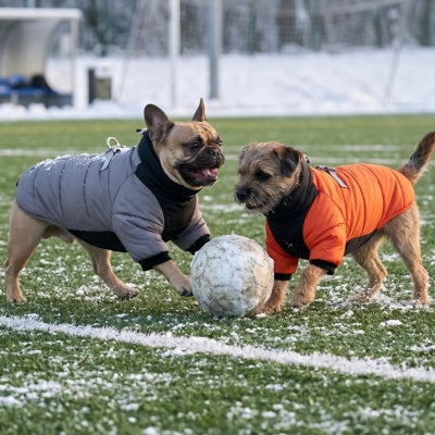 Deux chiens joue ballon manteau pour chien