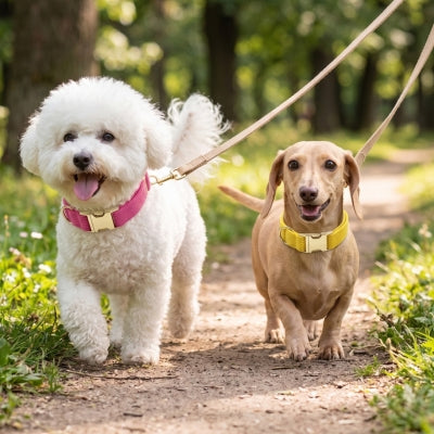 Deux petit loulou balade collier chien