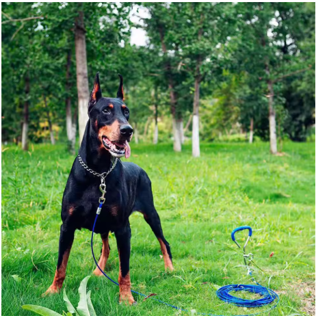 grand doberman collier pour chien attache longe