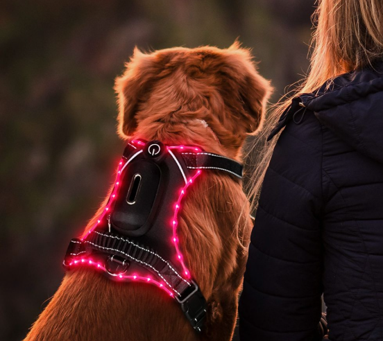 Harnais chien lumineux rose chien assis maĂźtres rose