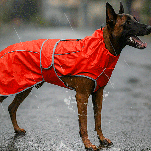 impermeable pour chien divers image
