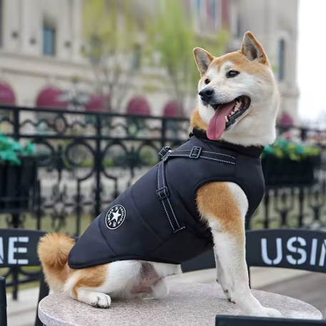 manteau chien bleu marine