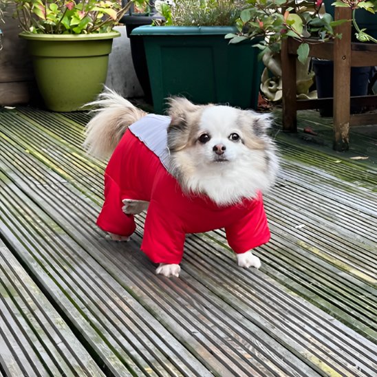 Manteaux pour chien confortable duvet chaud