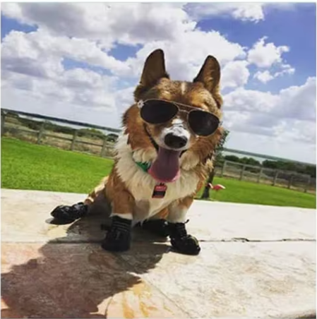 Petit chien assis pierre été chaussure pour chien