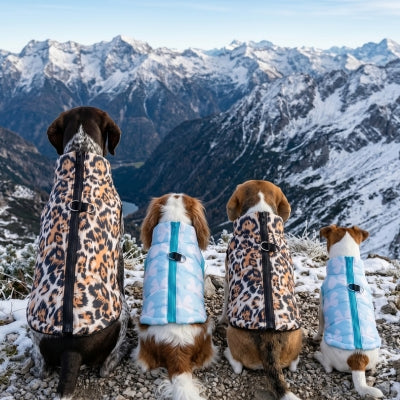 Quatre chien regarde la vallée manteau pour chien