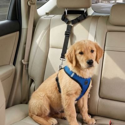 Safepaw Strap Ceinture de sécurité pour chien nylon haute résistance