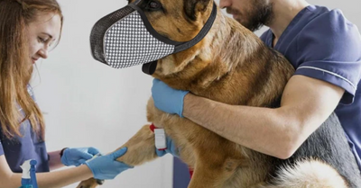 Muselière pour chien confortable, respirante et sécuritaires au quotidien 