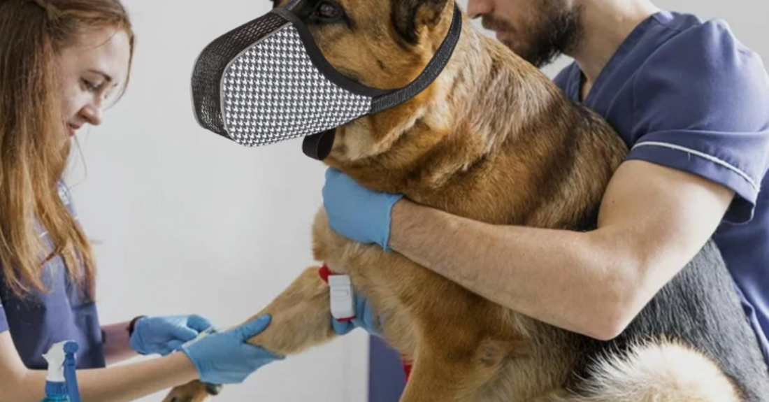 Muselière pour chien confortable, respirante et sécuritaires au quotidien 