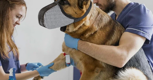 Muselière pour chien confortable, respirante et sécuritaires au quotidien 