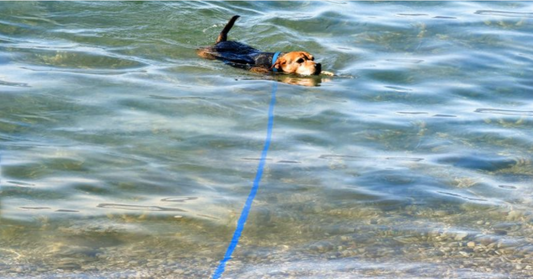 longe pour chien biothane ultra résistante de 3,6,15 mètres