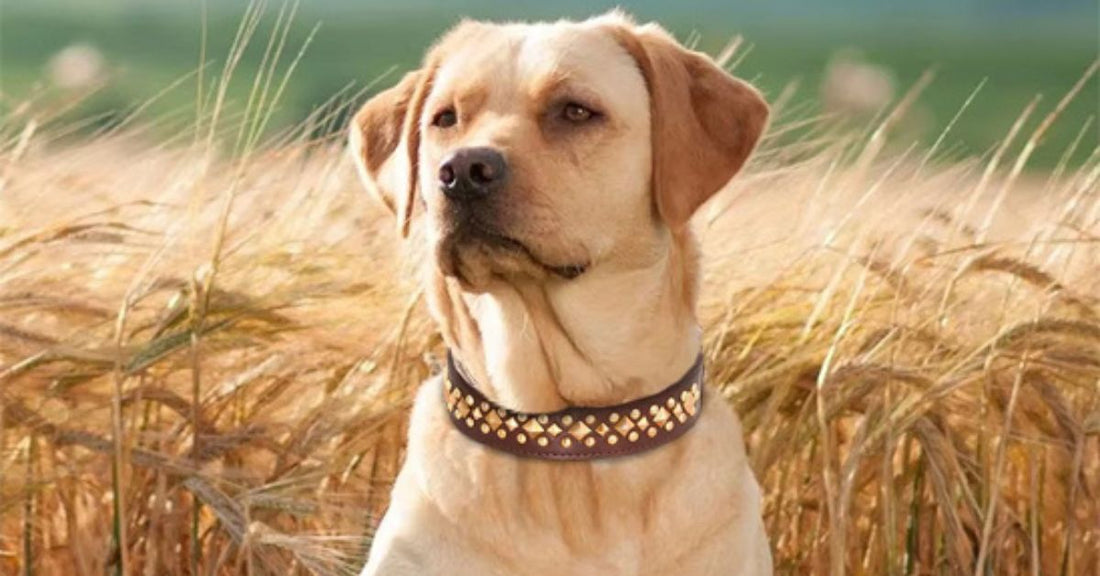 Collier chien en cuir avec ornements ajustable confortable durable