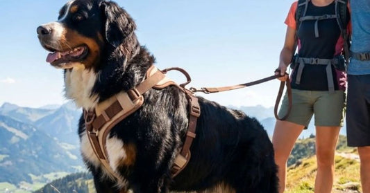 Mon chien tire en laisse : quel harnais choisir pour arrêter la traction ?