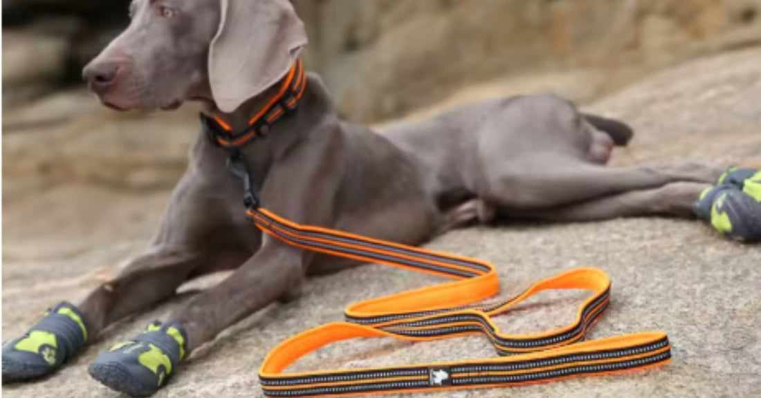 Laisse pour chien multifonction double haute résistance bande réflectives 
