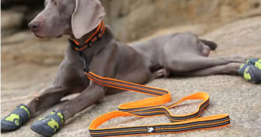 Laisse pour chien multifonction double haute résistance bande réflectives 