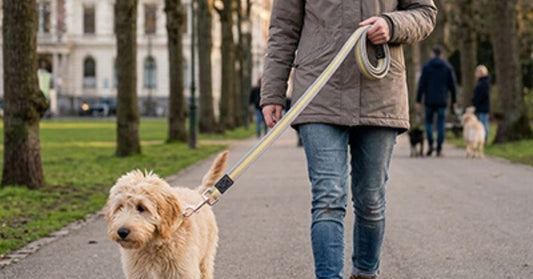 Laisse pour Chien : Guide Complet pour Bien Choisir