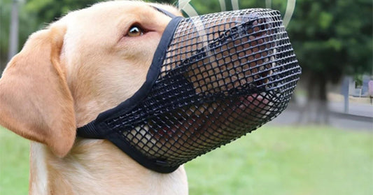 Muselière pour chien respirante, douce et ergonomique