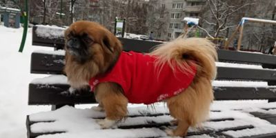 Manteau pour petit chien polaire