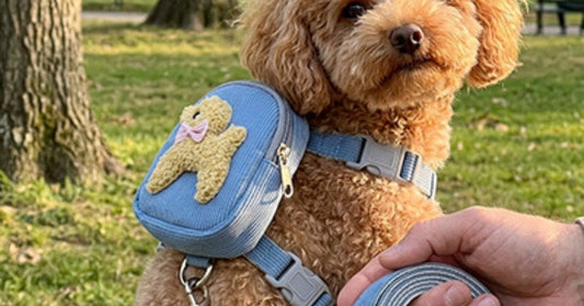Harnais pour petit chien bleu doubles ajustement une laisse assortie + 1 sac