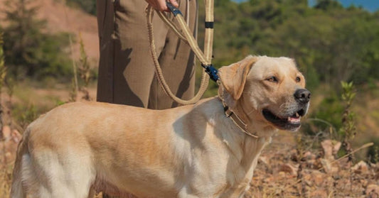 Laisse pour chien double poignée plus de contrôle du chien