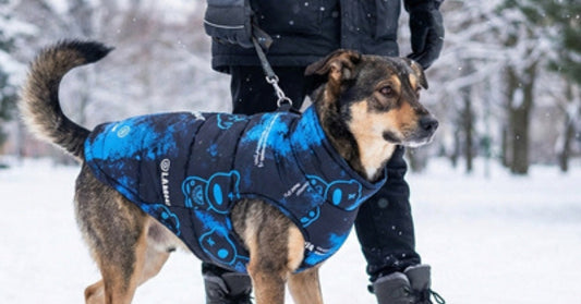 Manteau pour chien grand et petite taille chaud respirant protection cou et dos