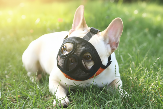 Muselière chien brachycéphale