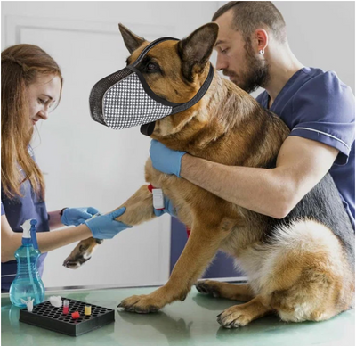 muselière pour chien confortable et sécuritaires