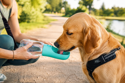 Balade & Accessoires chien :