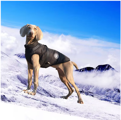 manteau chien grande taille neige