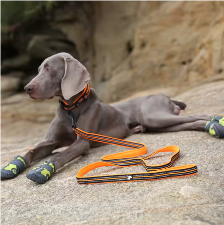 Confort plus chien allonger laisse mains libres