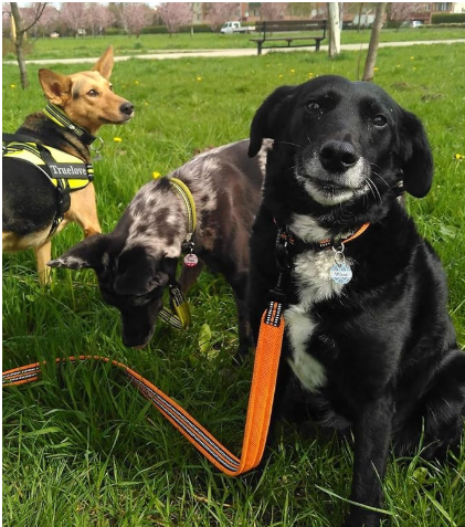 Confort plus laisse mains libres chien orange
