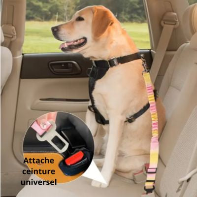 Dogsafe belt attache universel ceinture de sécurite pour chien