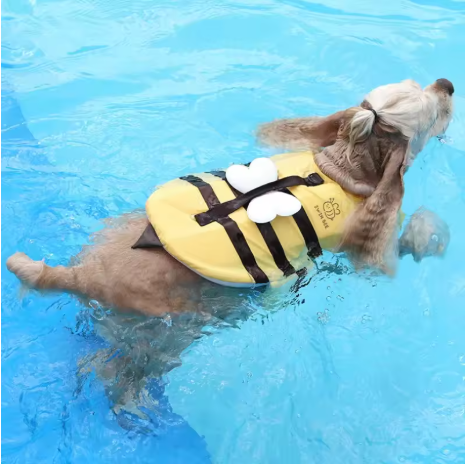 Floatingbee chien nage piscine avec gilet de sauvetage chien