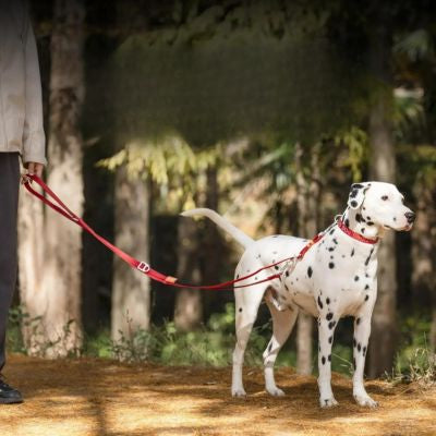 Laisse chien bandouiliere ergowalk rouge