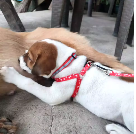 Laisse pour chien rouge click Walk
