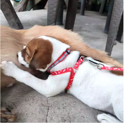 Laisse pour chien rouge click Walk