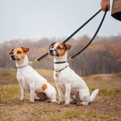 Leather lead double chien laisse mains libres cuir