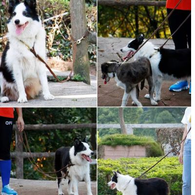 Leather lead en action chien laisse mains ibres cuir