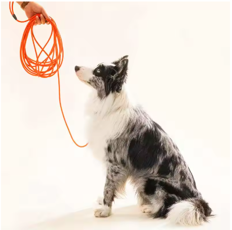 Longe pour chien cours dressage