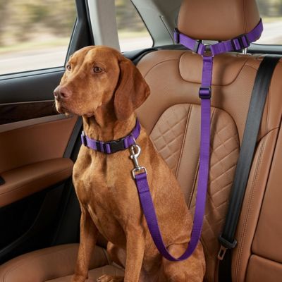 PetBuckle chien assis arrière voiture ceinture de securité