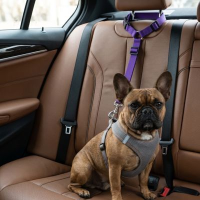 Petbuckle ceinture de sécurité pour chien violet