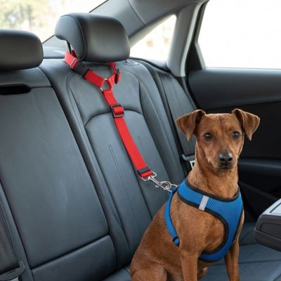 Petbuckle rouge ceinture de sécurité pour chien