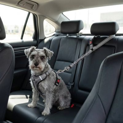 Securpaw ceinture de sécurité pour chien gris