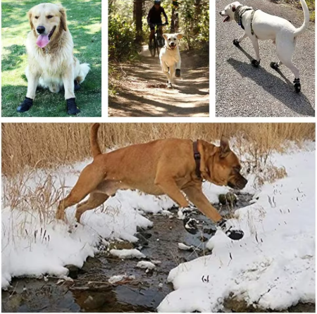 Situation divers utilisation chausure pour chien