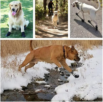 Situation divers utilisation chausure pour chien