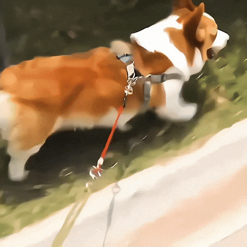 Universel voiture laisse pour chien