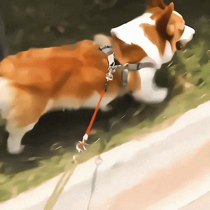 Universel voiture laisse pour chien